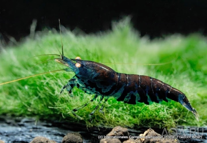 7th International Shrimp Championship in Hannover