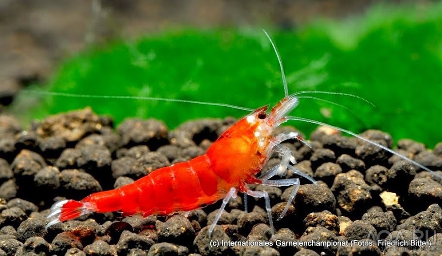 7th International Shrimp Championship in Hannover