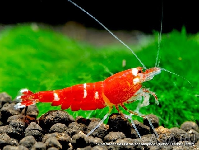 7th International Shrimp Championship in Hannover