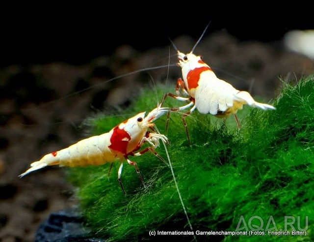 7th International Shrimp Championship in Hannover