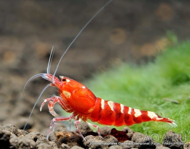 7th International Shrimp Championship in Hannover