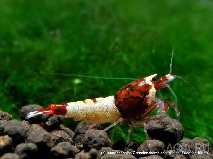 7th International Shrimp Championship in Hannover