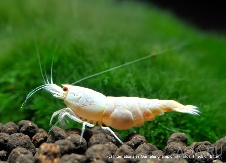 7th International Shrimp Championship in Hannover