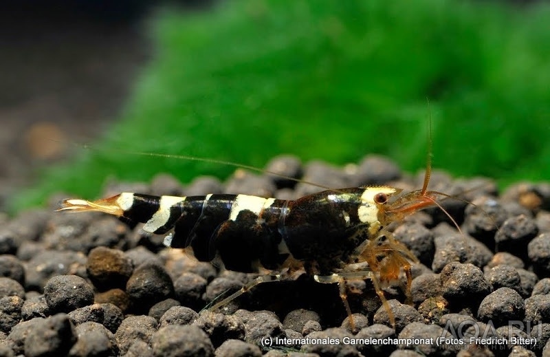 7th International Shrimp Championship in Hannover