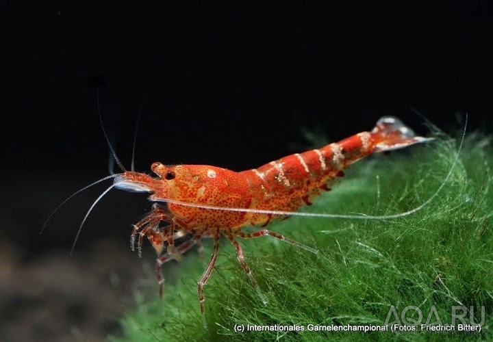 7th International Shrimp Championship in Hannover