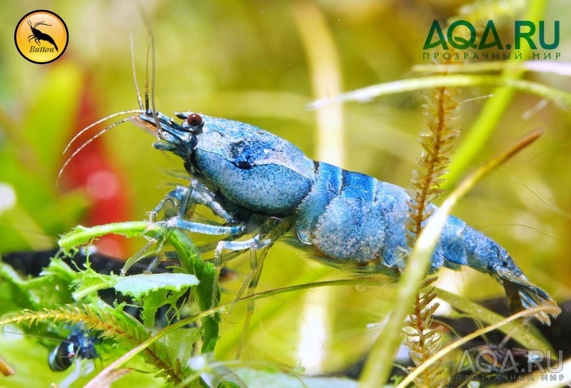 Blue Bolt Креветка Тайваньская пчела Taiwan Bee 