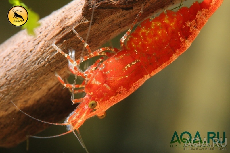 Neocaridina davidi