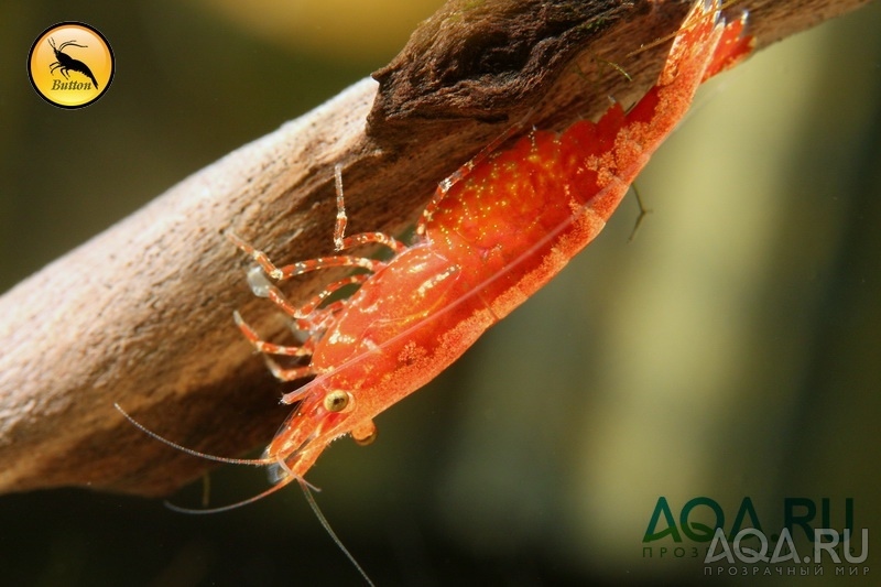 Neocaridina davidi Вишня 