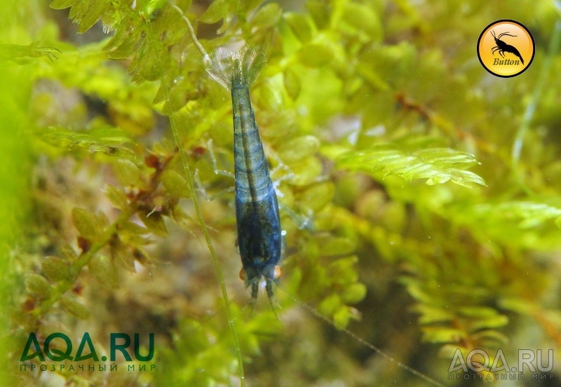 Royal Blue Tiger креветка 