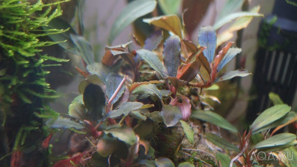 Bucephalandra sp. Super Black