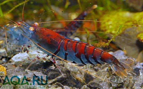 Креветка Тигр Tiger Shrimp