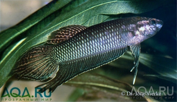 Betta bellica