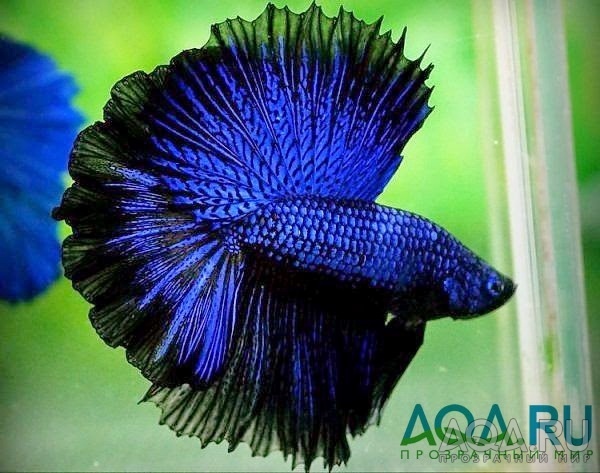 Betta Halfmoon