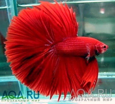 Betta halfmoon