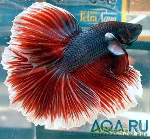 Betta Halfmoon