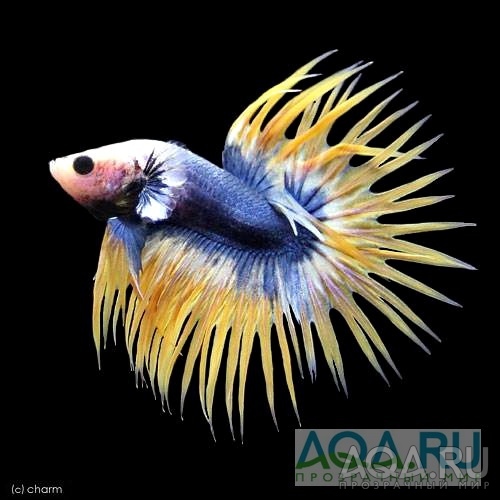 Betta Crowntail