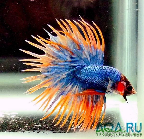 Betta Crowntail 