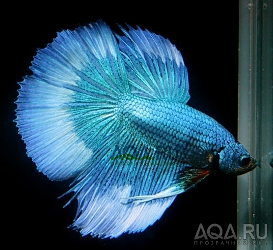 Betta Super Delta 