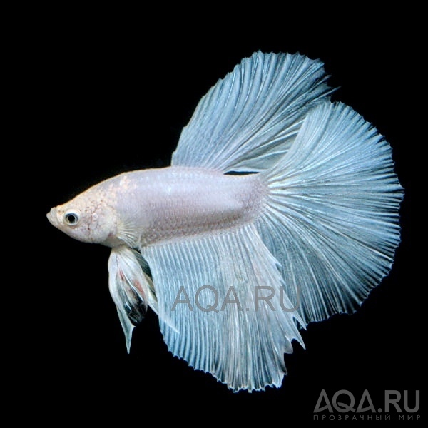 Betta Super Delta 