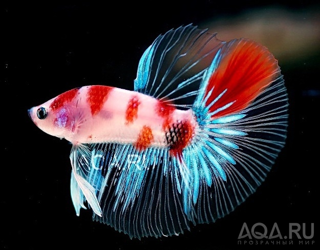 betta splendens Koi