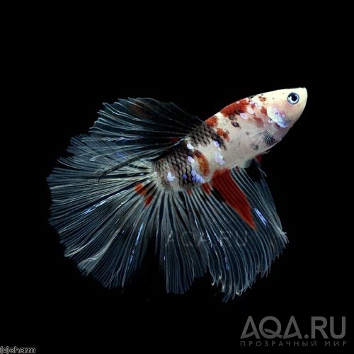 betta splendens Koi