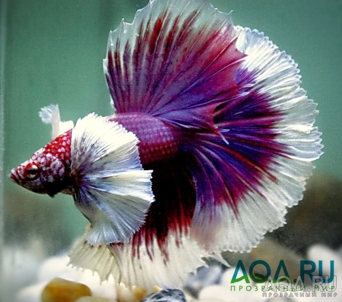 betta splendens Dumbo 