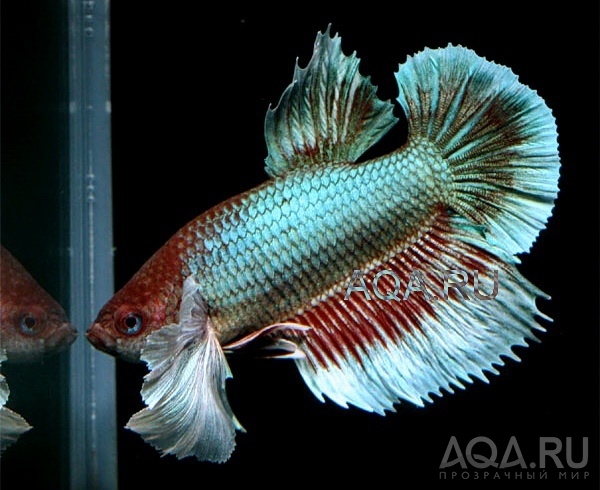 betta splendens Dumbo