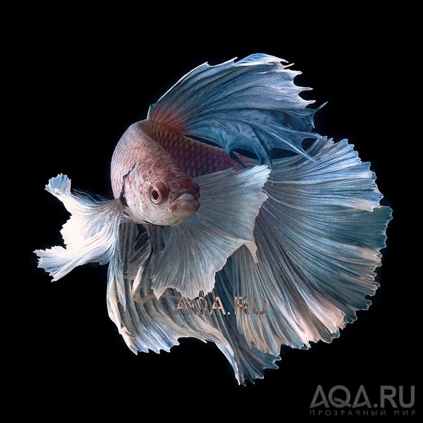  Betta splendens (Петушки)  