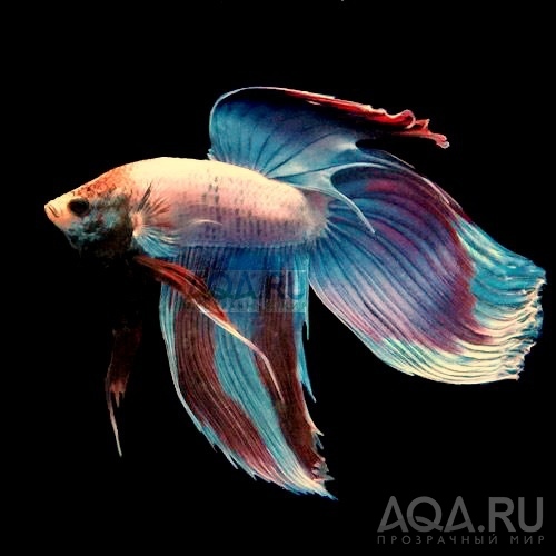 Betta splendens (Петушки)  veiltail 