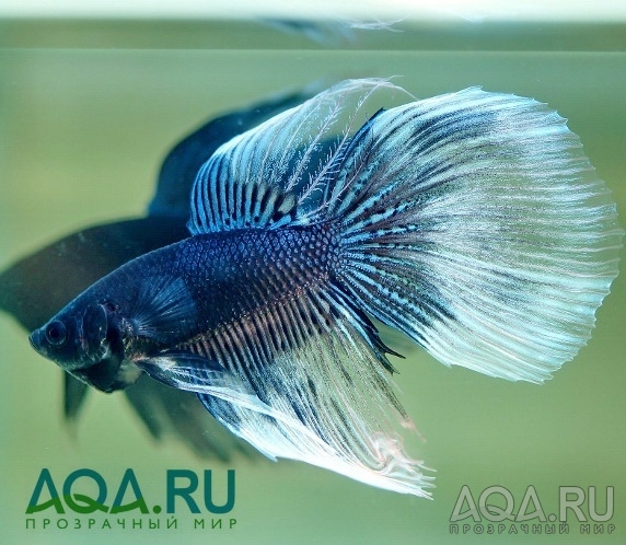 Betta splendens (Петушки) 