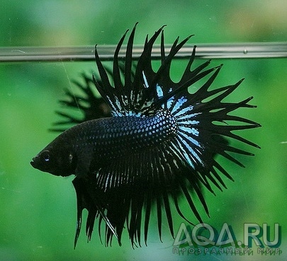 Betta splendens (Петушки) Орхидея 