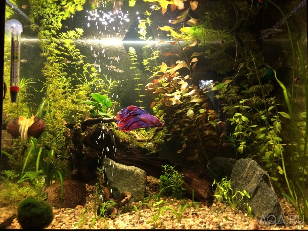 AquaPlus 35L