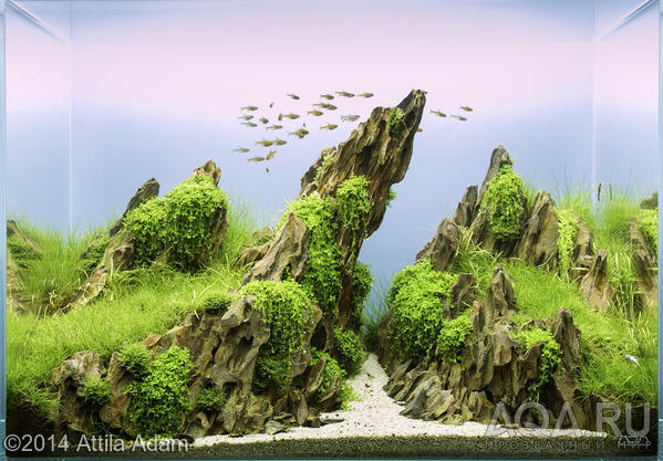 aquascape  dragon stone 