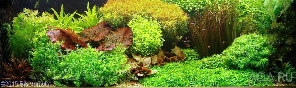  AGA International Aquascaping Contest