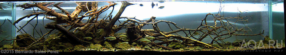  AGA International Aquascaping Contest