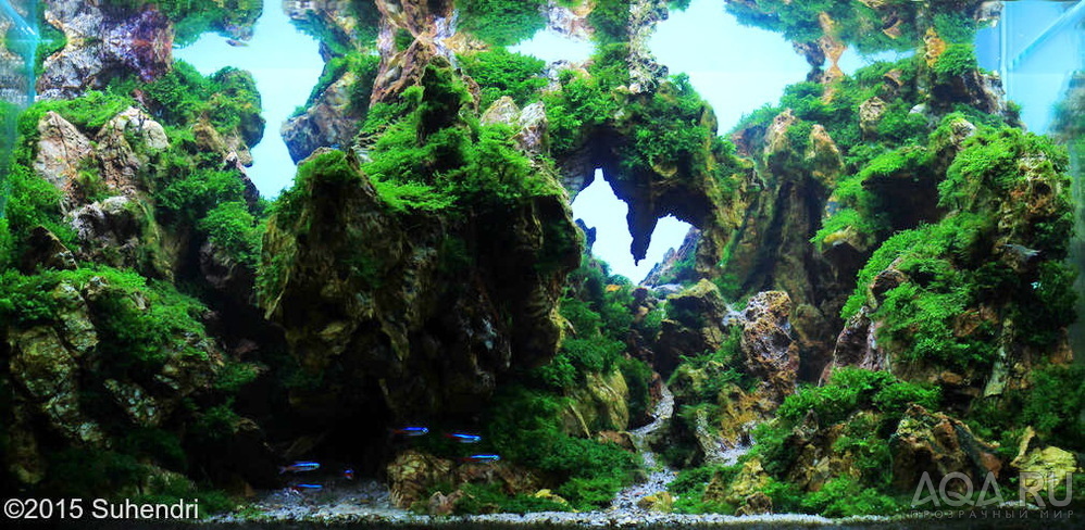 International Aquascaping Contest