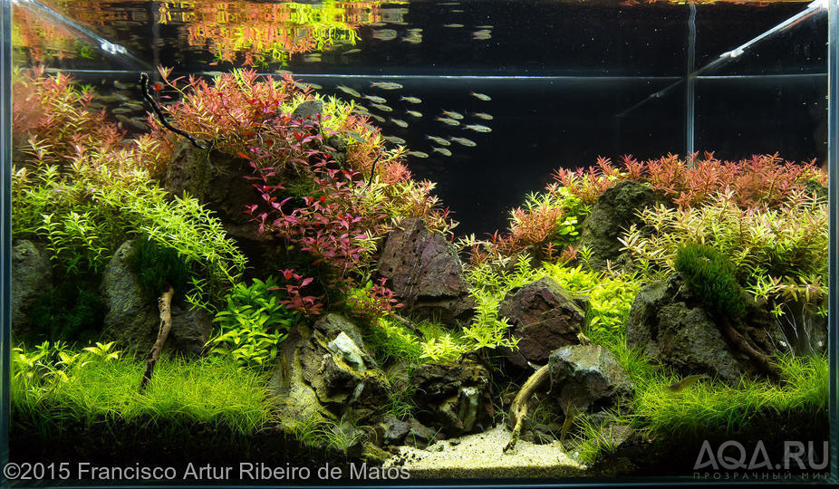 International Aquascaping Contest 