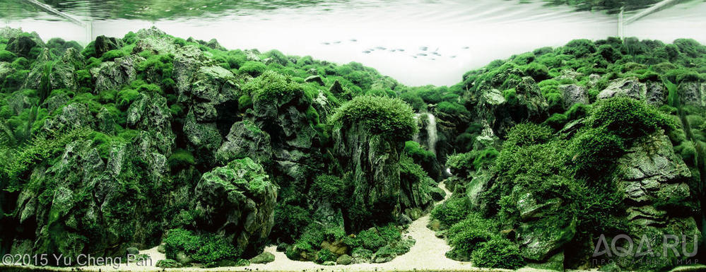 International Aquascaping Contest 