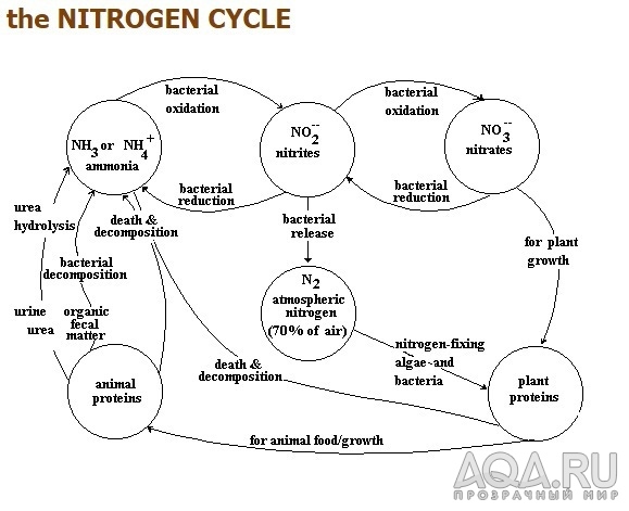 Азотный цикл в аквариуме легко и просто.
