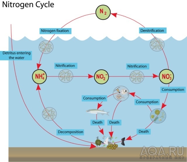 Азотный цикл в аквариуме легко и просто.