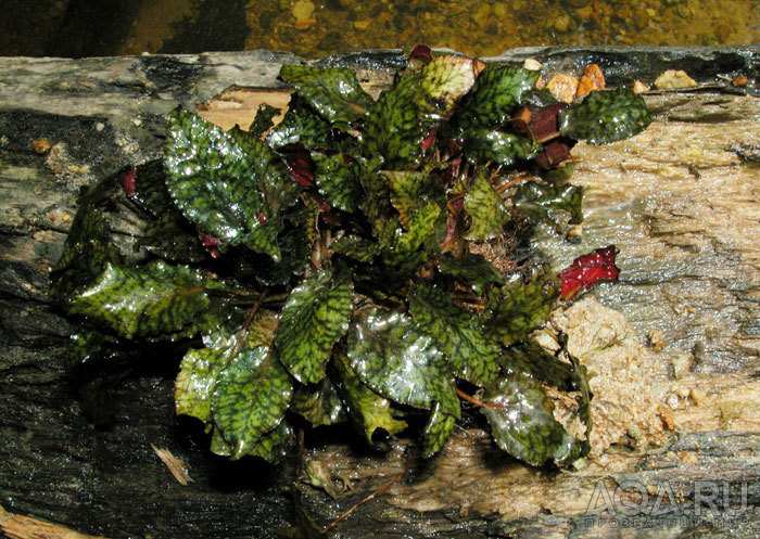 Cryptocoryne striolata (Криптокорина стриолата)