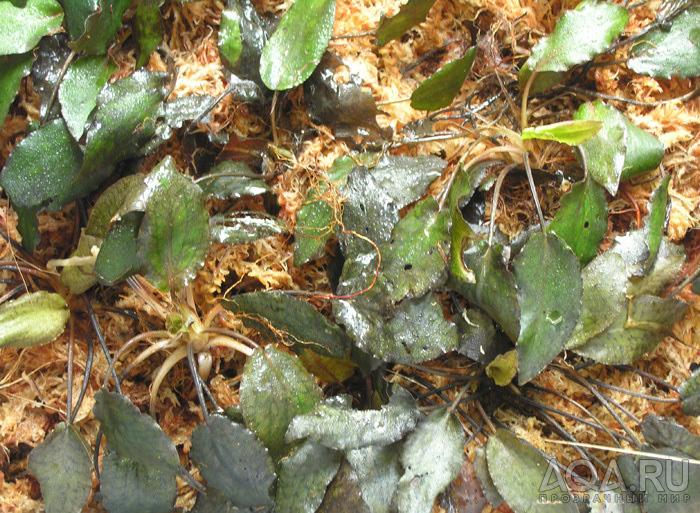 Cryptocoryne striolata (Криптокорина стриолата)