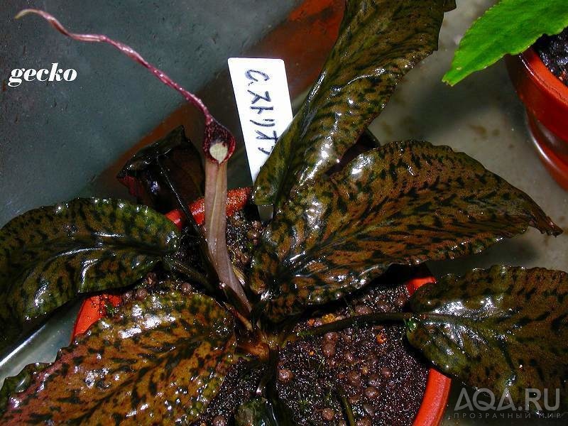 Cryptocoryne striolata (Криптокорина стриолата)