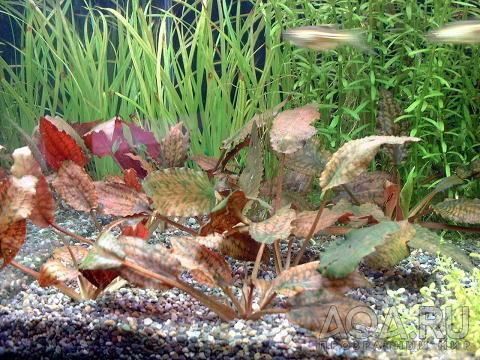 Cryptocoryne striolata (Криптокорина стриолата)