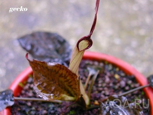 Cryptocoryne striolata (Криптокорина стриолата)