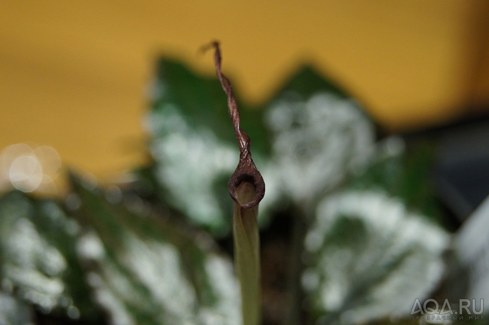 Cryptocoryne striolata (Криптокорина стриолата)