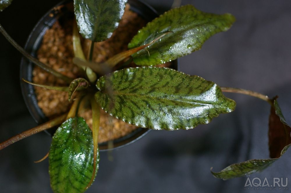 Cryptocoryne striolata (Криптокорина стриолата)