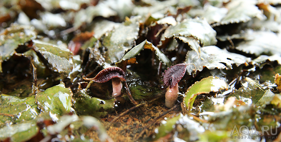 Cryptocoryne Nurii raubensis (Криптокорина Нури раубенсис) 