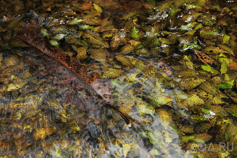 Cryptocoryne Nurii raubensis (Криптокорина Нури раубенсис) 