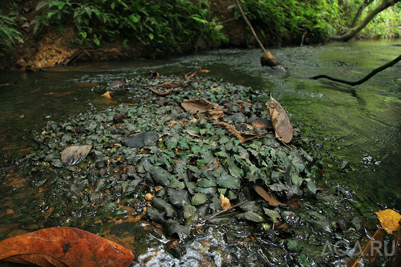 Cryptocoryne Nurii raubensis (Криптокорина Нури раубенсис) 